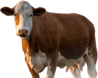 cow cutout