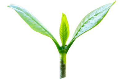 green crop cutout