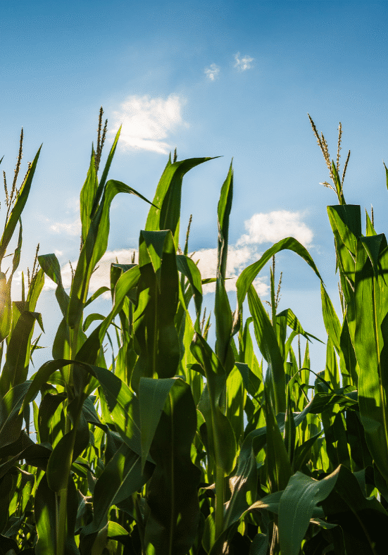 green cornfield with blue sky