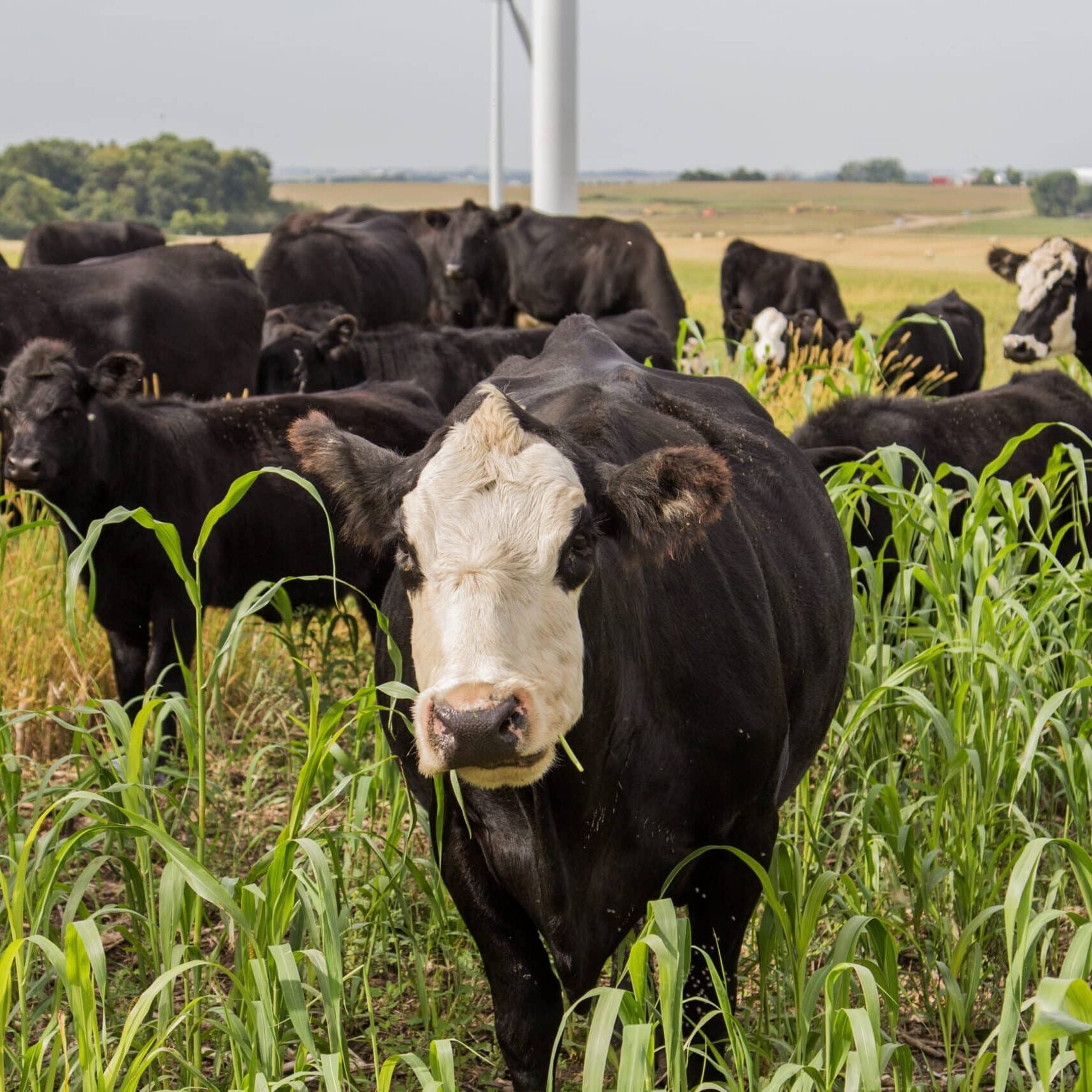 herd of grazing cows in field