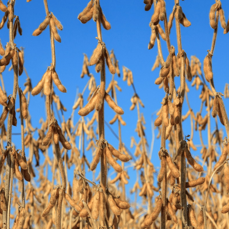soybeans up close nearing harvest